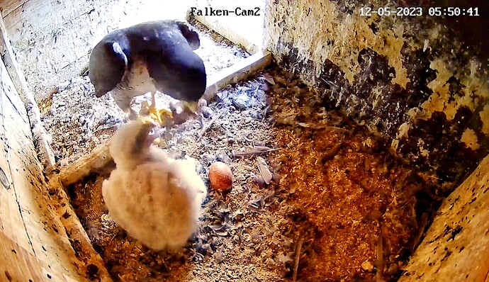 Screenshot_20230512-055100-01