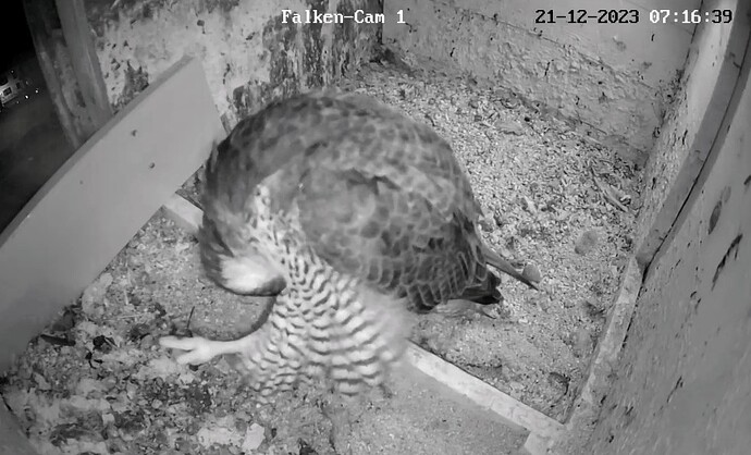 Screenshot_2023-12-21-07-16-57-303_com.android.chrome