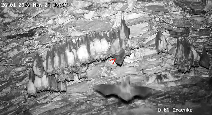 2026-01-26_1 ab 20.00 Langohr