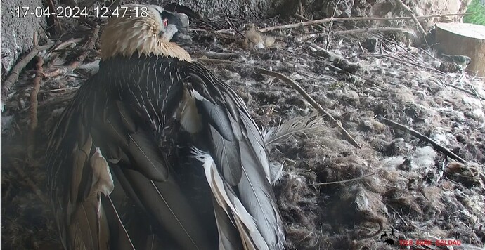 Screenshot_20240417_124821_Chrome