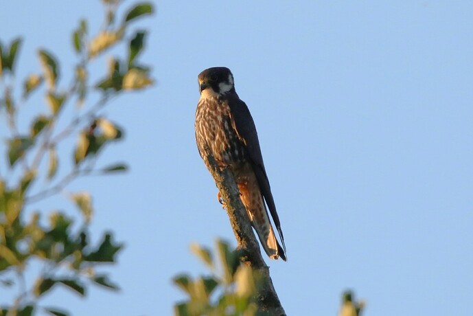 Baumfalke