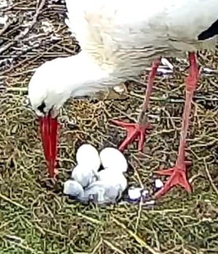 Screenshot_20240426-190828~2