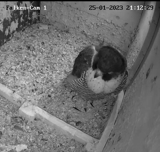 Capture+_2023-01-25-21-12-52(1)