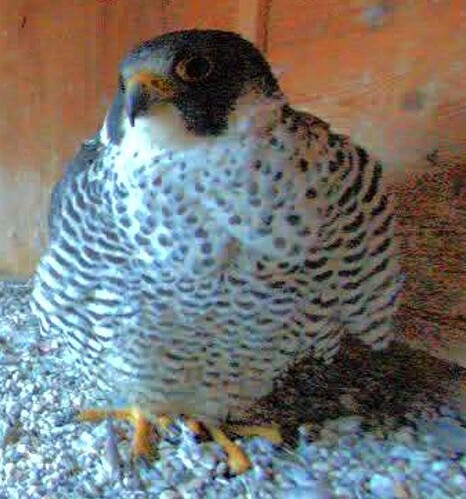 Screenshot_2026-02-04-17-18-20-739_com.android.chrome~2