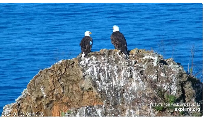 Screenshot 2024-01-31 005620