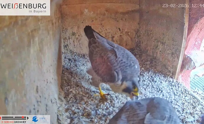 Screenshot_2026-02-23-13-25-42-224_com.google.android.youtube~2