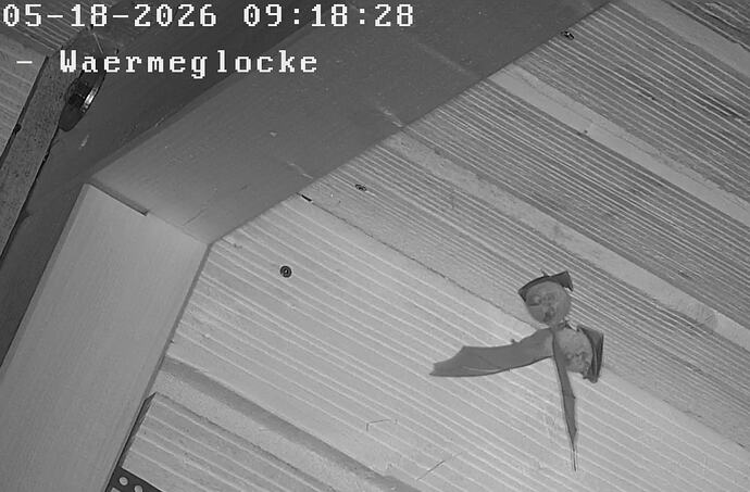2026-05-18_2  Zwei Kleine Hufi in WG, p, Zoom