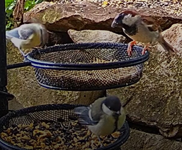 Blaue, Kohli, Spatz 04.07.24