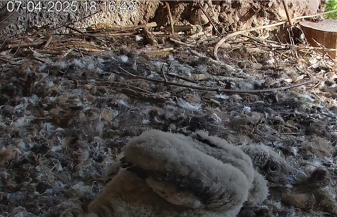 Wonneproppen 07.04.25