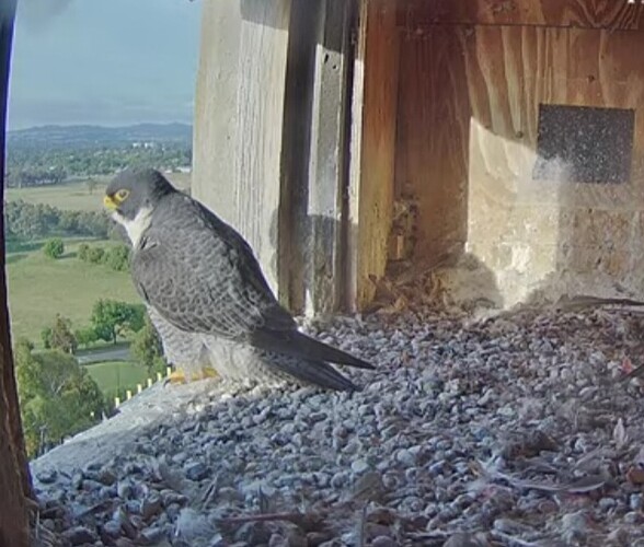 Screenshot_20241116_210410_Chrome