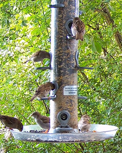 Spatzenandrang 22.07.24