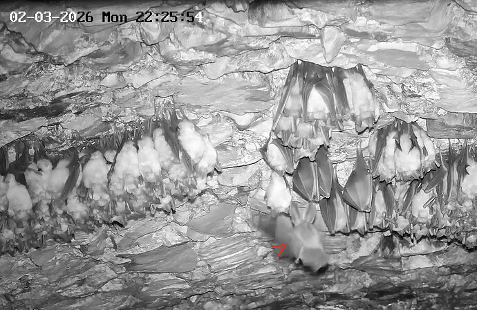 2026-03-02_1 ab 22.00 Langohr