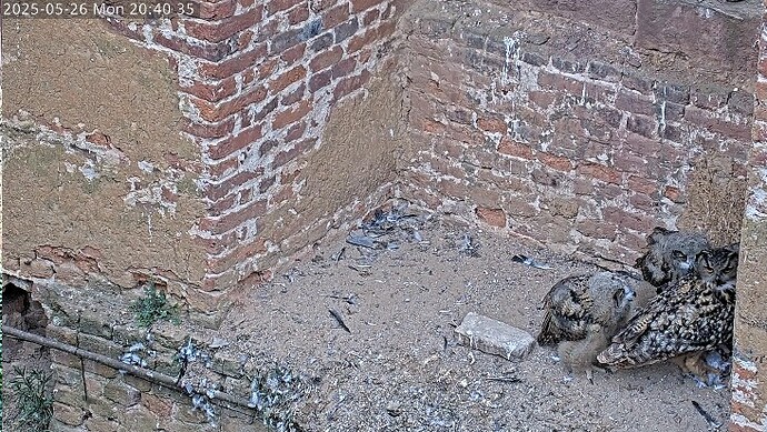 Screenshot 2025-05-26 203626