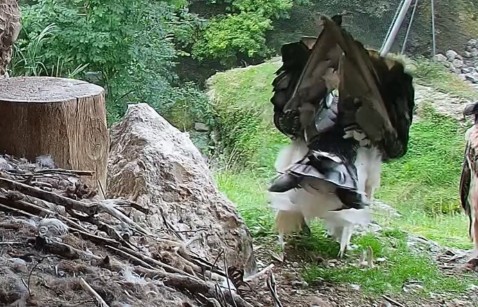 Hans interessiert 05.08.25