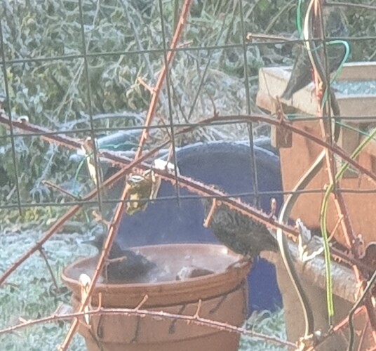 20221215_131755 Garten