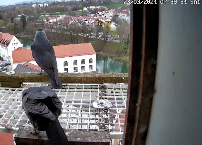 Screenshot_20240323-073958~2