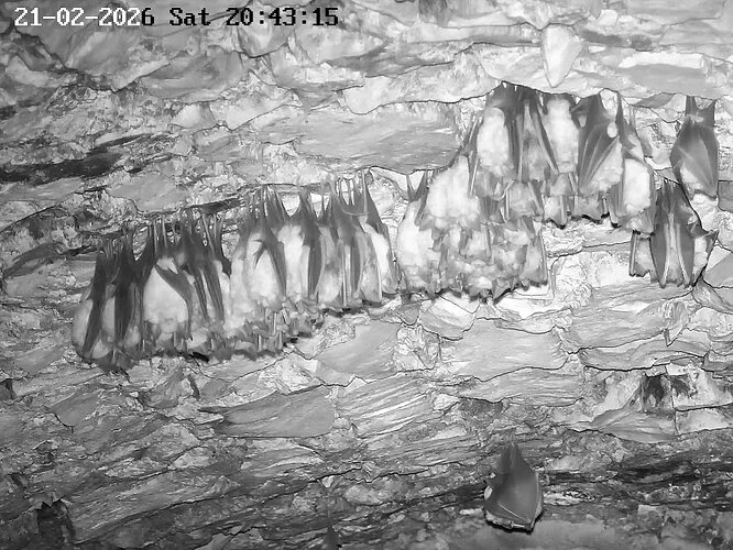 2026-02-21_5 ab 20.00 WG ... und Kugelbildung