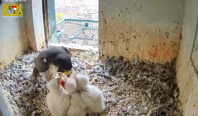 Screenshot_20230416-080833_Samsung Internet