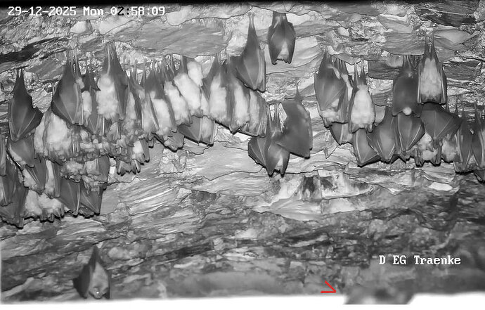 2025-12-29 ab 01.00_6 Glattnase auf Rahmen