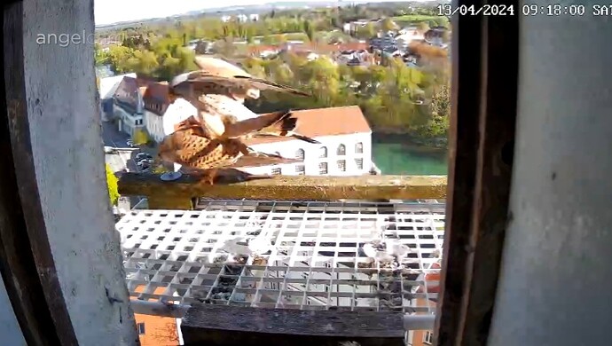 Screenshot_20240413_091819_Chrome