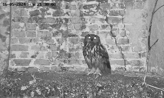 Screenshot_20240517_070153_YouTube