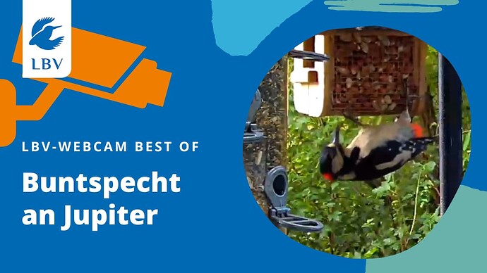 Buntspecht an Jupiter Thumbnail