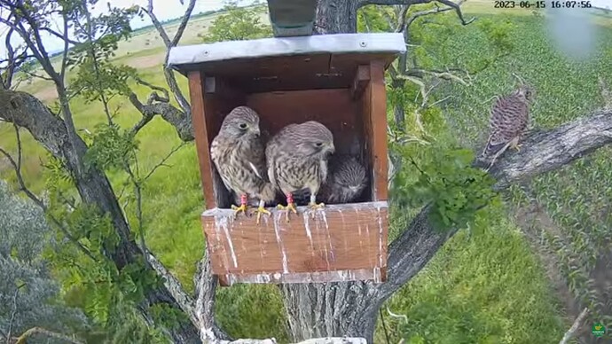 tfhu_230615_fledgling