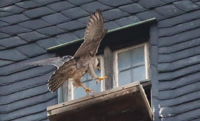 Wanda sucht Falco 4