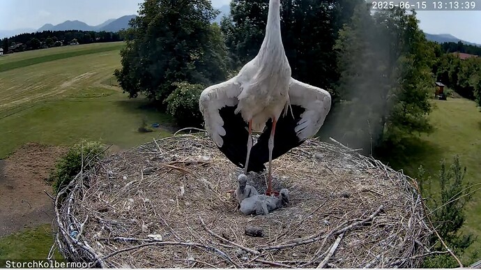 Screenshot_20250615_131413_YouTube