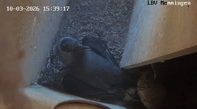 Screenshot_20260310-144259_Chrome