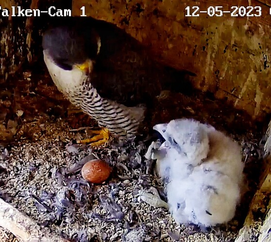 Screenshot_20230512-065154-01