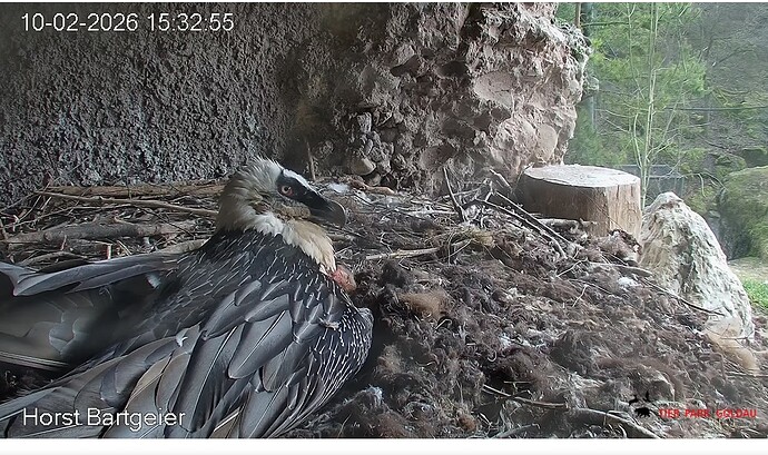 Hans genießt die Sonne 10.02.26