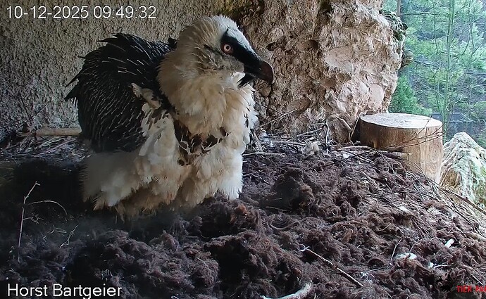 Gefieder Hans 10.12.25