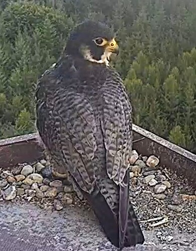 Screenshot_2024-07-22-20-32-06-322_com.android.chrome