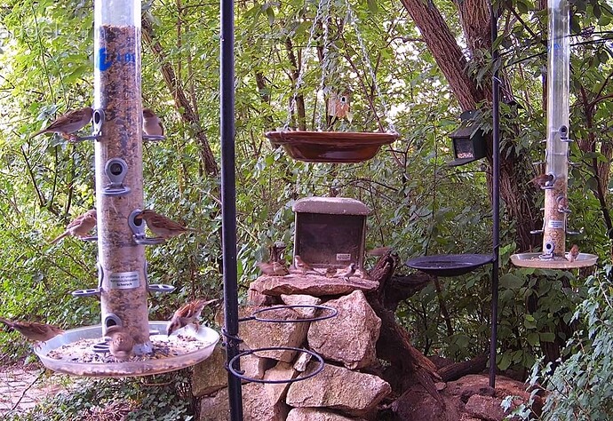 Screenshot_20240717-141209_Chrome