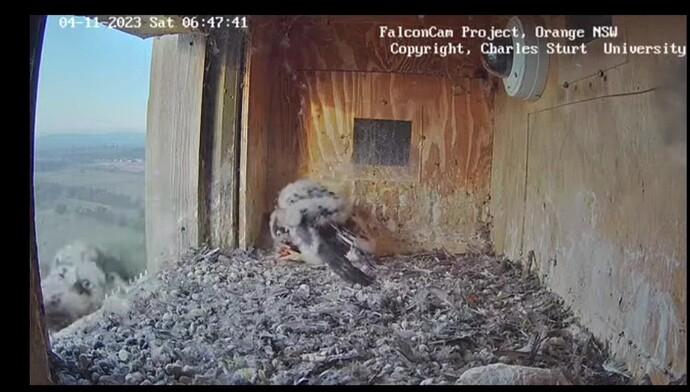 VideoCapture_20231103-231222