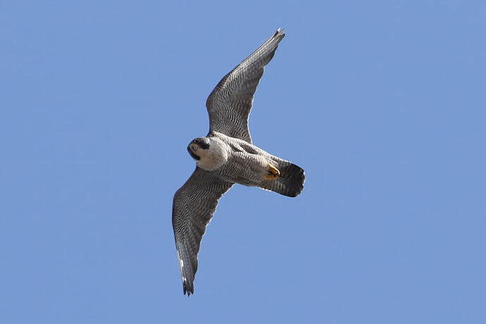 Falco 5a