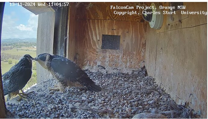 Screenshot 2024-11-13 110518