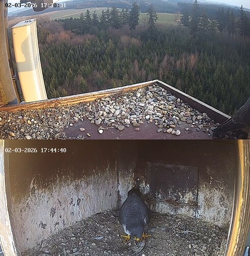 Screenshot_20260302_173759_Chrome