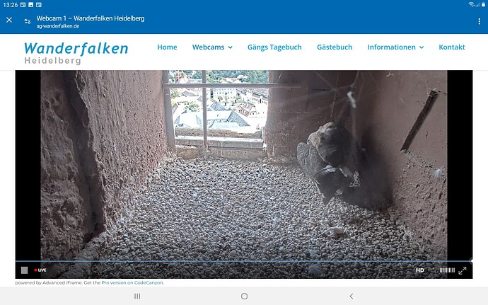 Screenshot_20240915-132644_Chrome