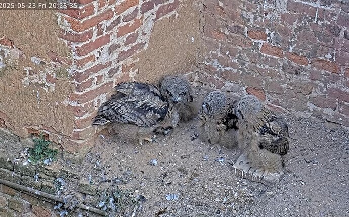 Screenshot_20250523_223216_YouTube