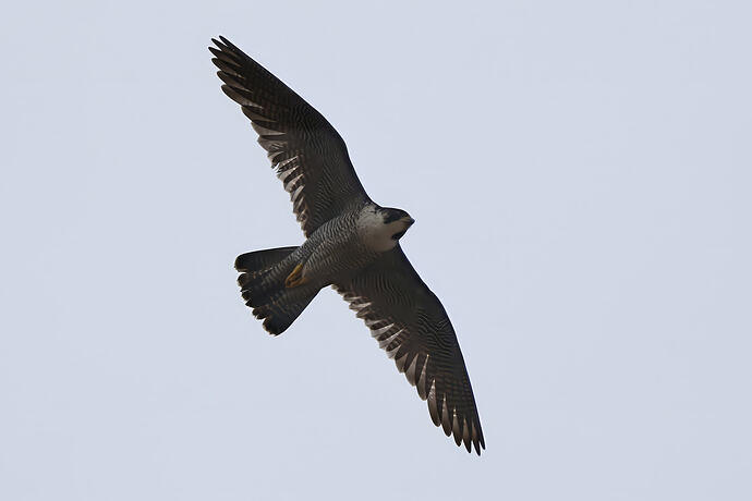 Falco 1-1a