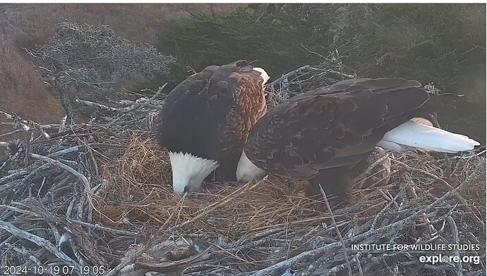 Screenshot 2024-10-19 184828