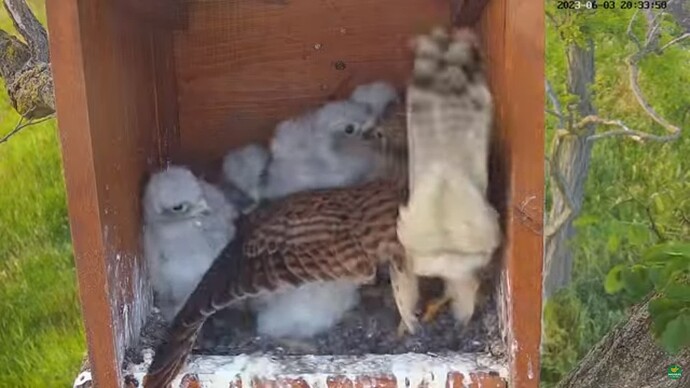 tfhu_230603_6chicks_w_f