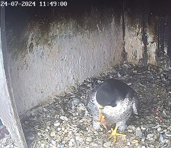 Screenshot_20240724_124514_Chrome