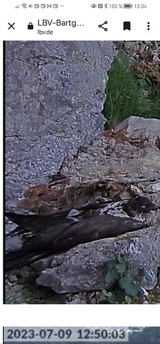 Screenshot_20230709_130444_com.android.chrome