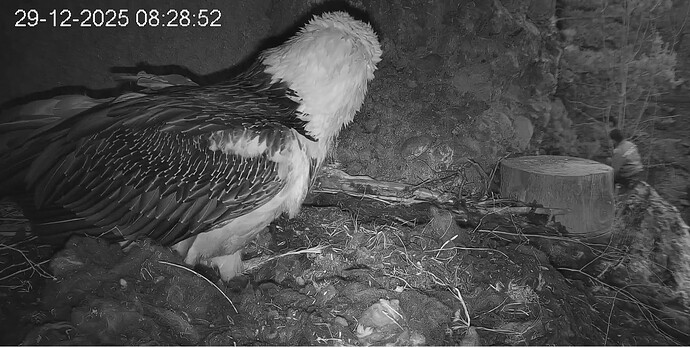 Futterlieferant 29.12.25