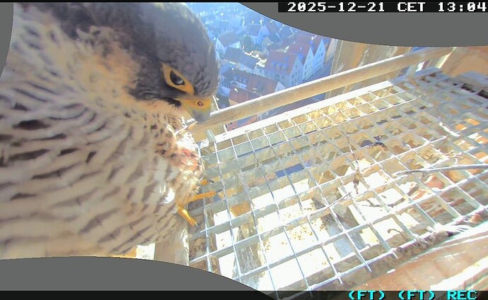 Screenshot_2025-12-21-13-04-24-214_com.android.chrome~2