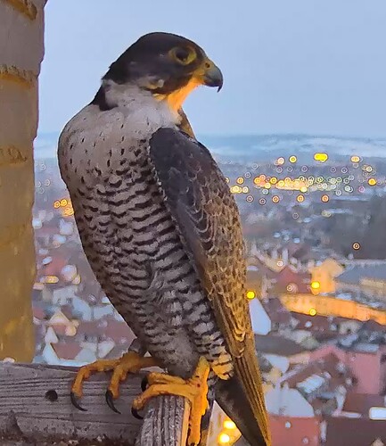 Screenshot_2026-01-31-17-32-39-246_com.android.chrome