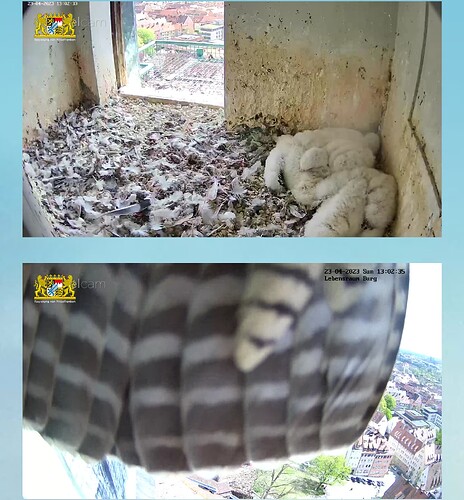 Screenshot_20230423-130306~2